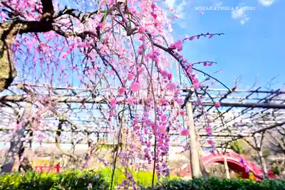 亀戸天神社(東京都)