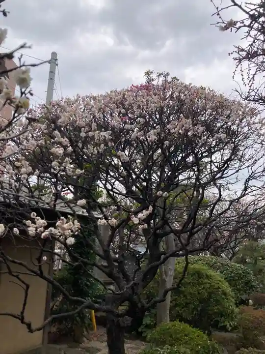 観音蜜寺(薬師院内)(神奈川県)