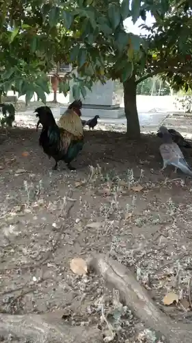 飯香岡八幡宮の動物