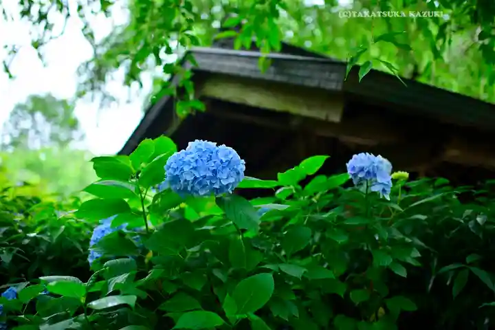 明月院(神奈川県)
