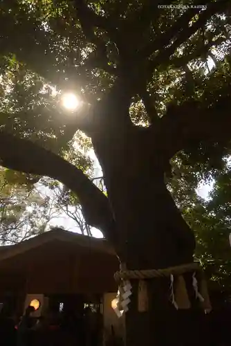 座間神社の自然