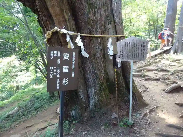産安社(武蔵御嶽神社摂社)の自然