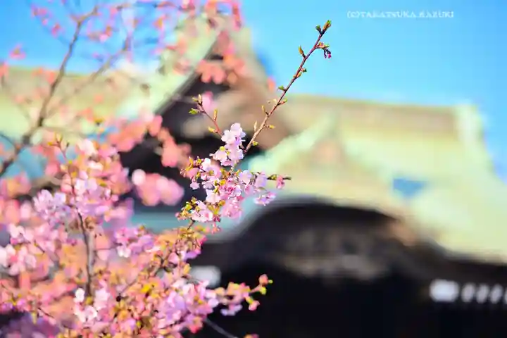 桜神宮(東京都)