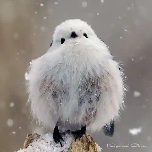 帯廣神社の動物