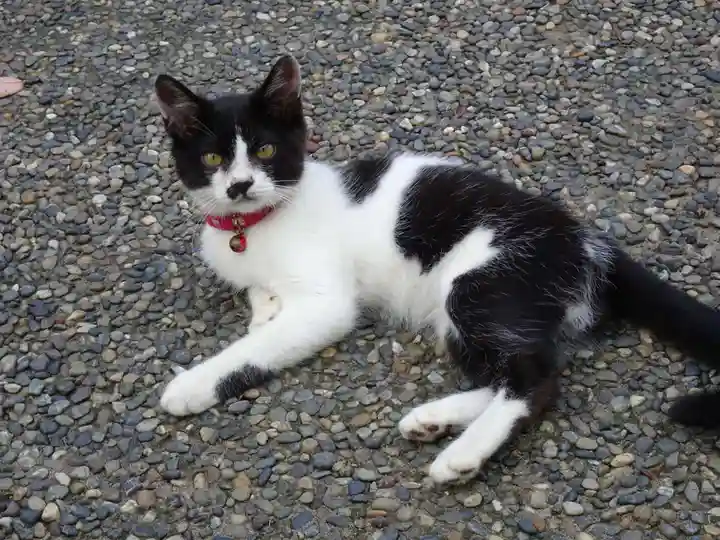 橘樹神社の動物