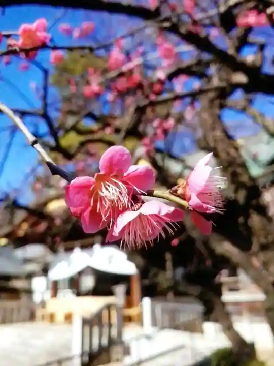 布多天神社(東京都)