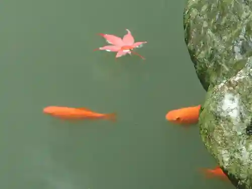 岩槻久伊豆神社の動物