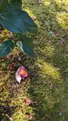 勝林寺(京都府)