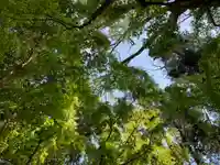 八幡神社の自然