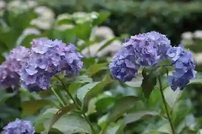 三室戸寺(京都府)