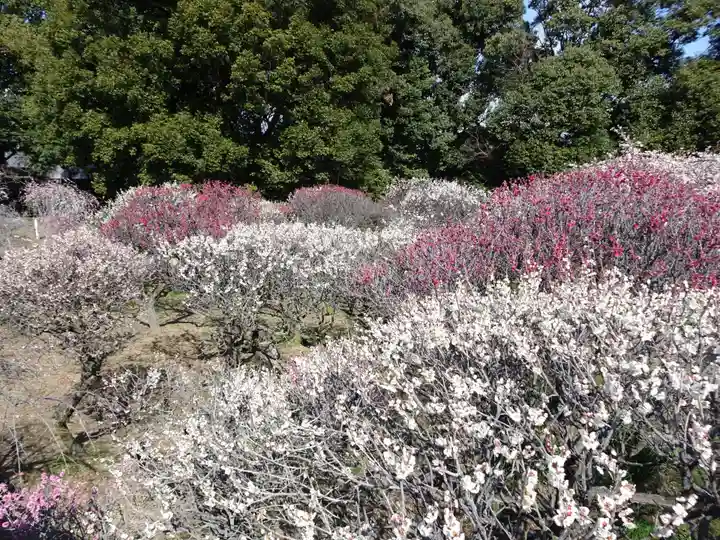 道明寺天満宮の自然