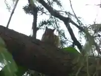 留辺蘂神社の動物