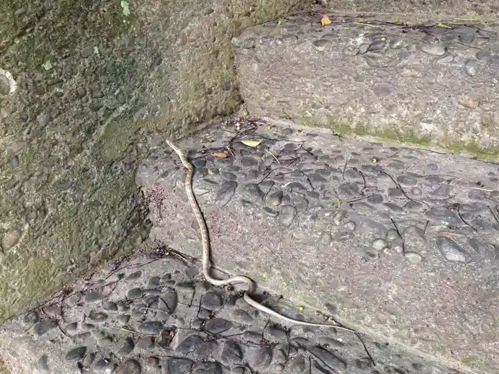 熊野三所神社の動物