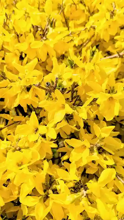 七百餘所神社 の自然