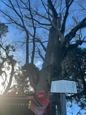 薬師寺八幡宮(栃木県)