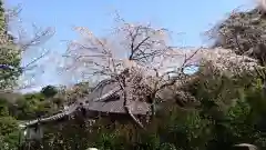 安國論寺（安国論寺）の自然