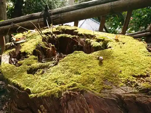 熊野神社の自然