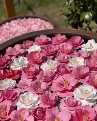 霊鑑寺門跡の手水舎