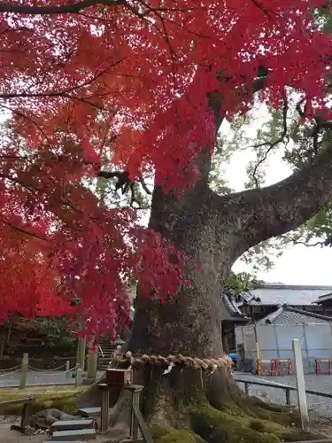 事任八幡宮の自然