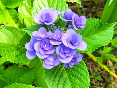 郷照寺(香川県)