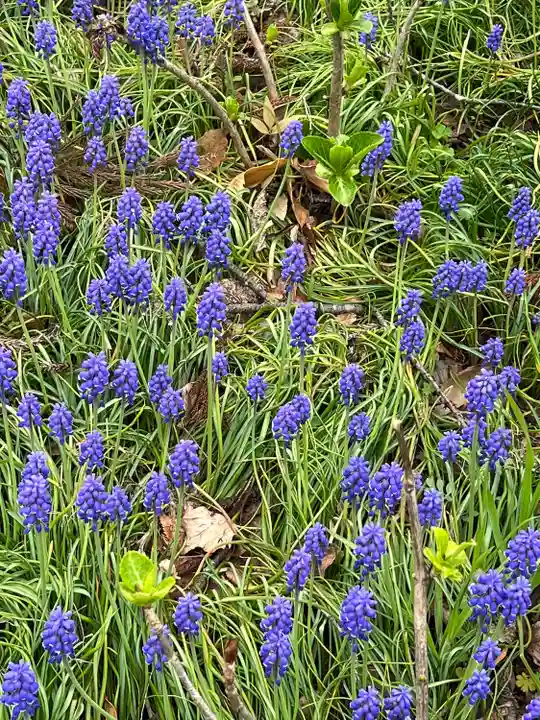 高麗神社(埼玉県)