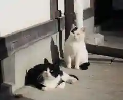 今市報徳二宮神社の動物