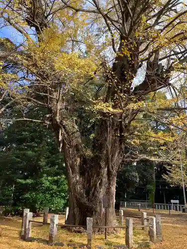 赤坂氷川神社の自然