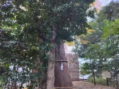 鎮守氷川神社(埼玉県)