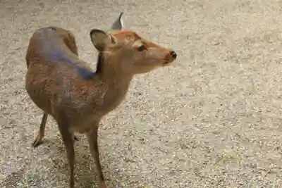 春日大社(奈良県)