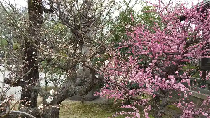 市原稲荷神社の自然