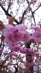 赤城神社の自然