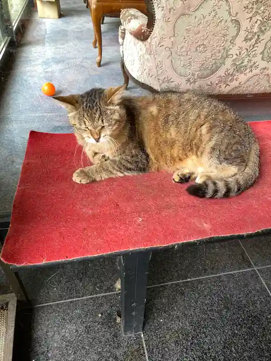 榛名神社の動物