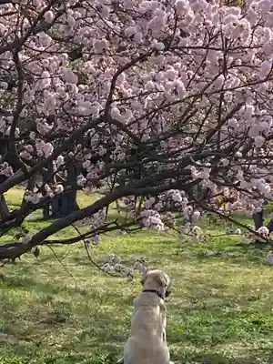 素戔嗚神社の自然