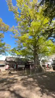 白鳥神社(長野県)