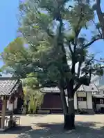 栗原氷川神社の自然