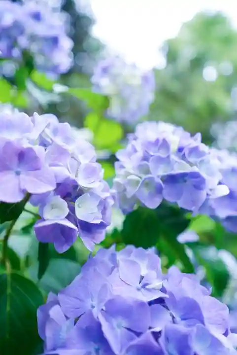 東大寺別院阿弥陀寺(山口県)