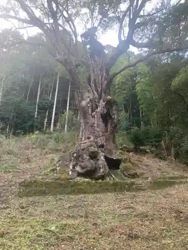 武雄神社の{uncategorized: "未分類", other: "その他", undefined: "問題あり", building: "その他建物", grave: "お墓", sacred_gate: "鳥居", guardian: "狛犬", statue: "像", buddha: "仏像", history: "歴史", nature: "自然", garden: "庭園", animal: "動物", pagoda: "塔", temizu: "手水舎", mountain_gate: "山門・神門", sanctuary: "本殿・本堂", subordinate: "末社・摂社", art: "芸術", scenery: "景色", jizo: "地蔵", ema: "絵馬", goshuin: "御朱印", omikuji: "おみくじ", items: "授与品その他", amulet: "お守り", goshuincho: "御朱印帳", eats: "食事", festival: "お祭り", votive_dance: "神楽", shichigosan: "七五三参", wedding: "結婚式", experience: "体験その他", initially: "初詣", around: "周辺", anti_infection: "感染症対策"}