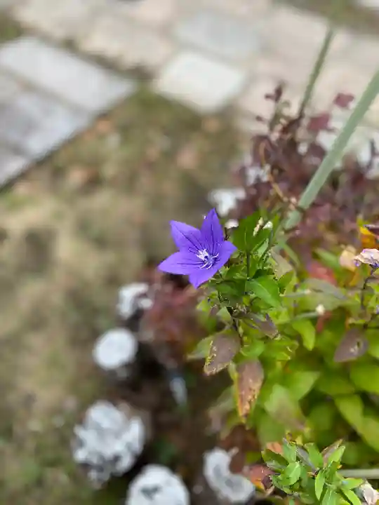 難波大社 生國魂神社(大阪府)