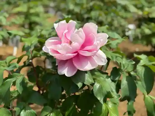西新井大師総持寺(東京都)