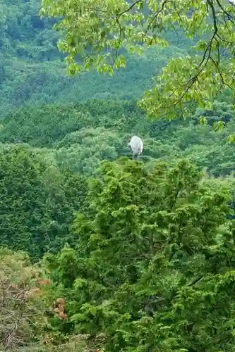 高鴨神社の動物
