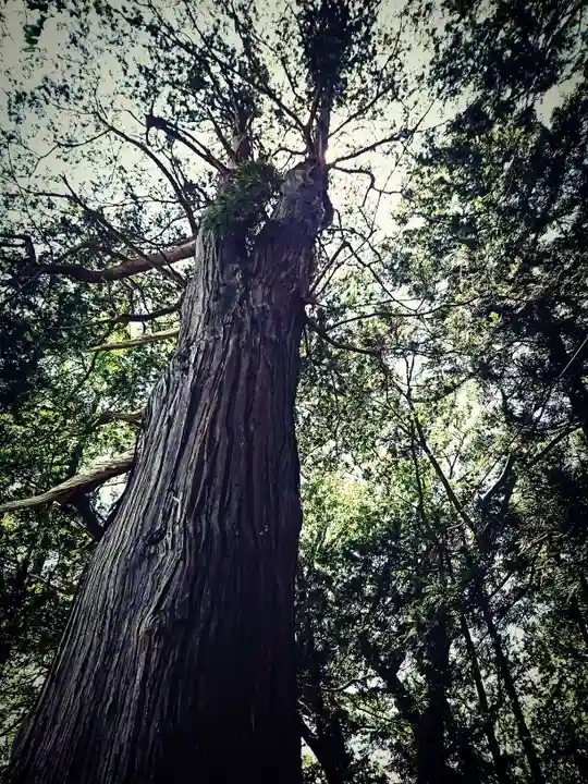 阿久津「田村神社」(郡山市阿久津町)旧社名:伊豆箱根三嶋三社の自然