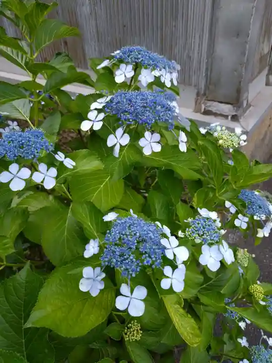 白山神社(東京都)