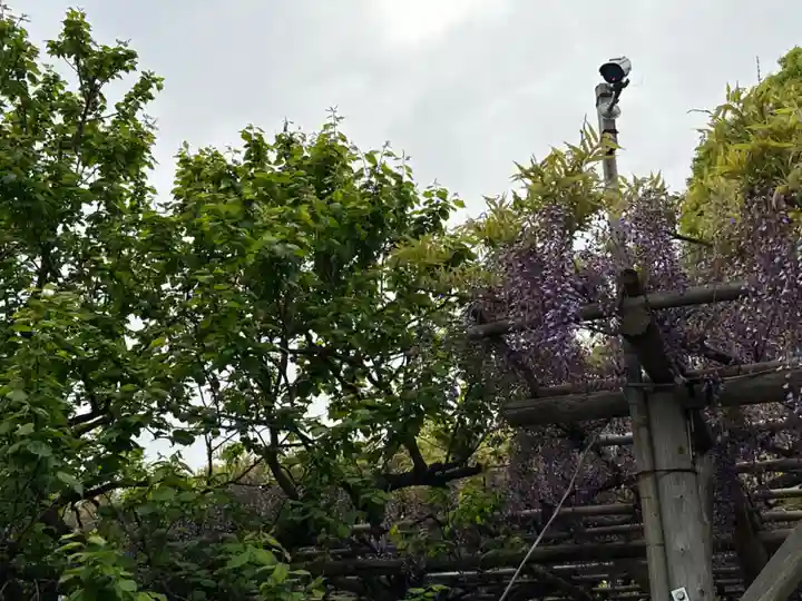 亀戸天神社(東京都)