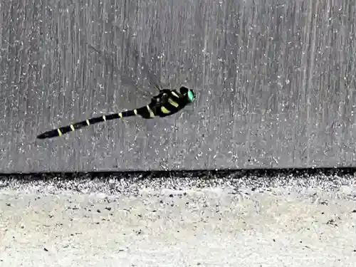 諏訪大社の動物