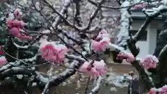 北野天満宮の自然