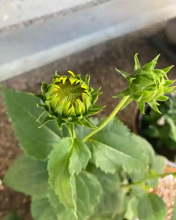 總社 和田八幡宮の自然