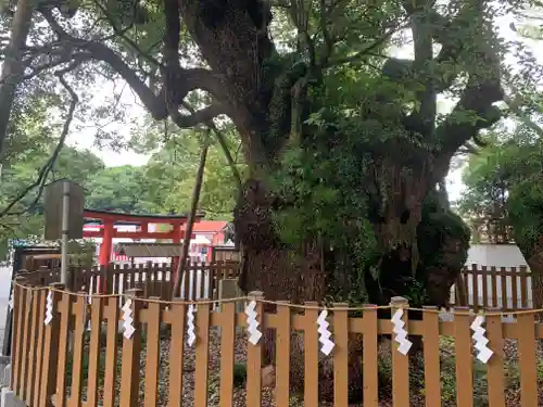 富知六所浅間神社の自然
