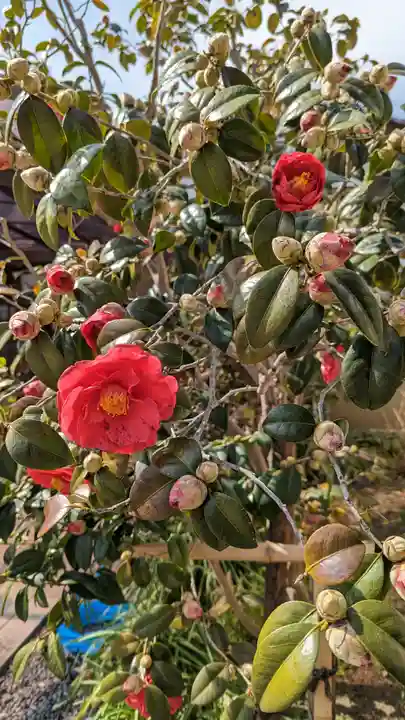 地蔵院(椿寺)(京都府)