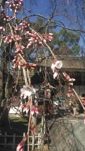 平野神社の庭園