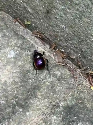 金華山黄金山神社(宮城県)